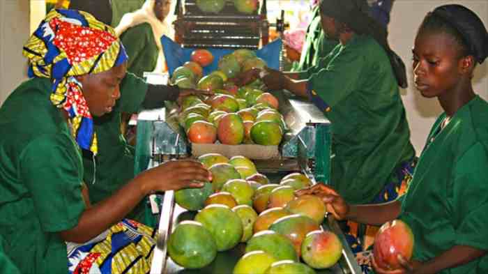 IFC prête le CEDIAM pour soutenir les exportations de mangues au Mali