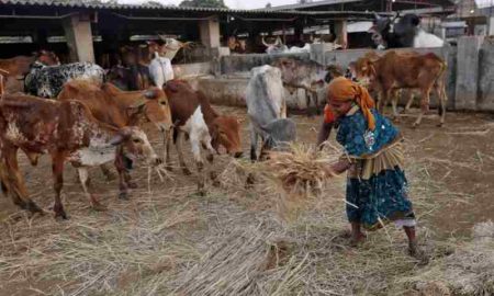 Les graminées fourragères intelligentes augmentent les rendements laitiers et les revenus des producteurs laitiers du Kenya