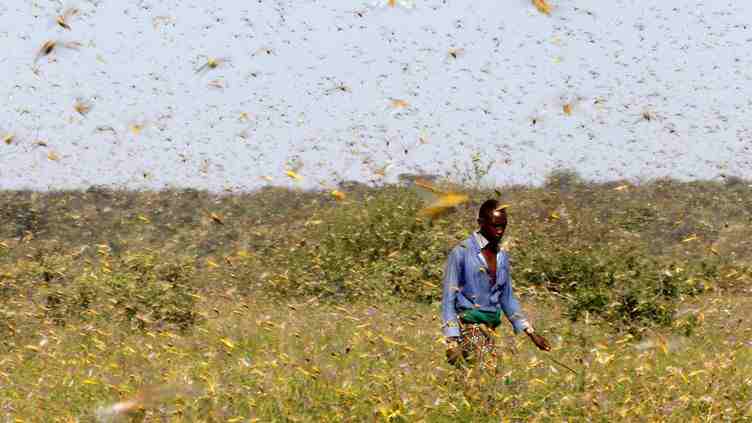 Les criquets détruisent 50000 hectares de terres agricoles en Namibie