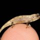 Découverte des plus petits reptiles du monde dans un pays africain