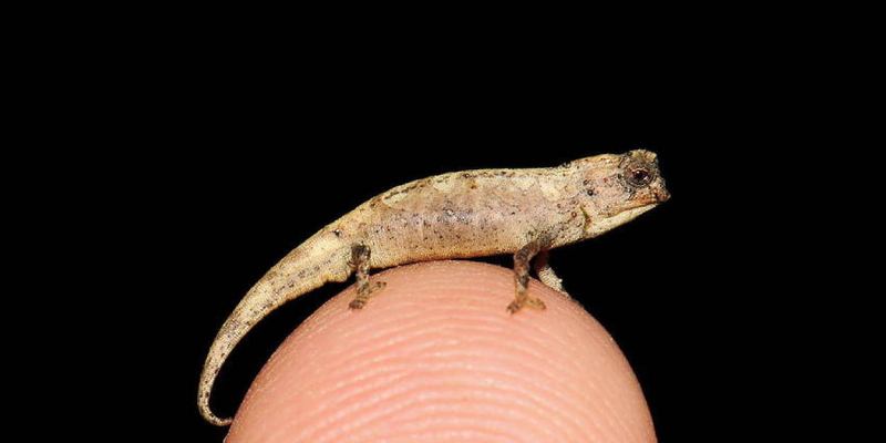 Découverte des plus petits reptiles du monde dans un pays africain