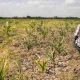 La BAD, la FAO et le gouvernement du Soudan du Sud signent des protocoles pour un don de 14 millions de dollars pour stimuler les marchés agricoles