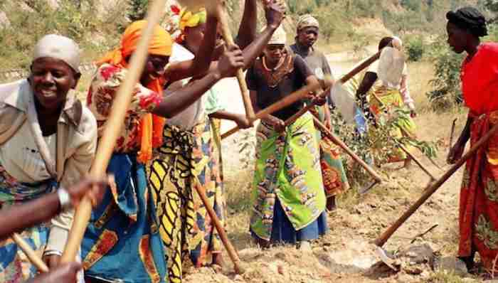 Des chercheurs appellent à des variétés de cultures respectueuses du genre en Afrique