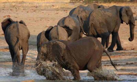 Pourquoi les éléphants d'Afrique sont-ils menacés d'extinction ?