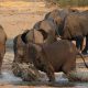 Pourquoi les éléphants d'Afrique sont-ils menacés d'extinction ?