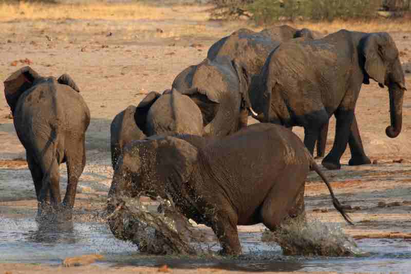 Pourquoi les éléphants d'Afrique sont-ils menacés d'extinction ?