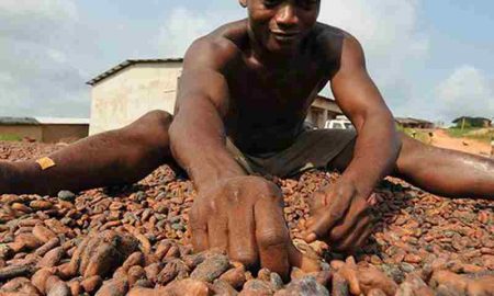 [Côte d'Ivoire] Renaissance de la contrebande de cacao dans l'est