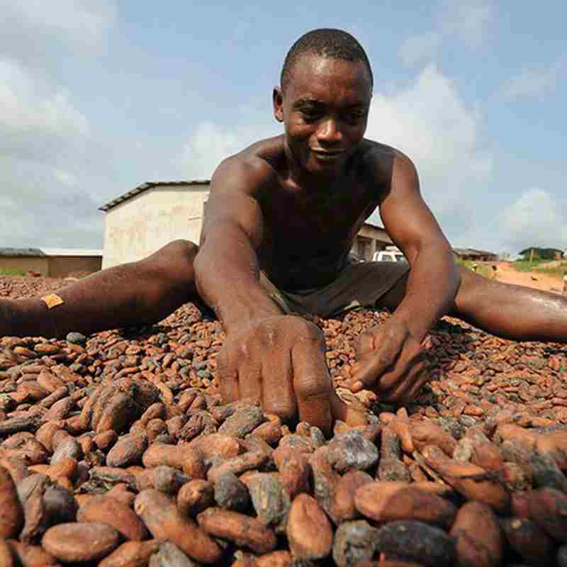 [Côte d'Ivoire] Renaissance de la contrebande de cacao dans l'est