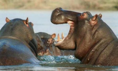 Exhortons le président namibien à sauver le delta de l'Okavango - Jeunes militants pour le climat