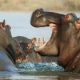 Exhortons le président namibien à sauver le delta de l'Okavango - Jeunes militants pour le climat