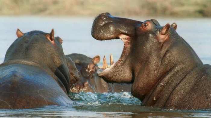 Exhortons le président namibien à sauver le delta de l'Okavango - Jeunes militants pour le climat