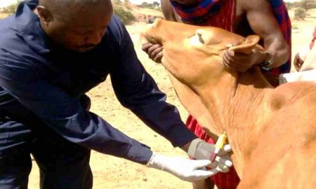 La FAO construit des laboratoires de diagnostic vétérinaire plus solides en Afrique de l'Ouest et du Centre