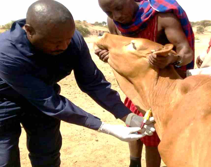 La FAO construit des laboratoires de diagnostic vétérinaire plus solides en Afrique de l'Ouest et du Centre