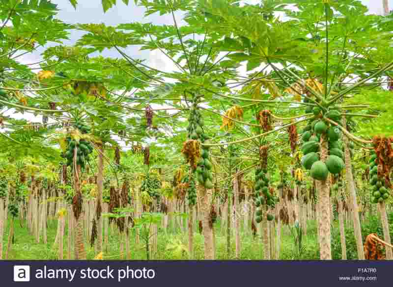 [Côte d’Ivoire] Magnum s’engage à planter 465 000 arbres, là où une grande partie de son cacao provient