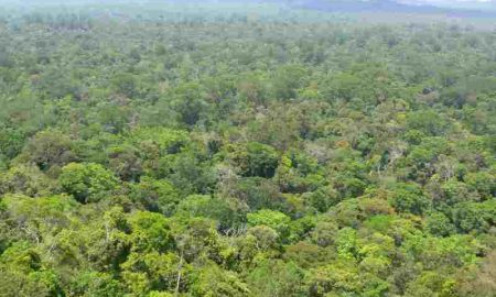 Total, partenaire de Forest Resources Management pour planter 40000 hectares de forêt en République du Congo