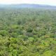 Total, partenaire de Forest Resources Management pour planter 40000 hectares de forêt en République du Congo