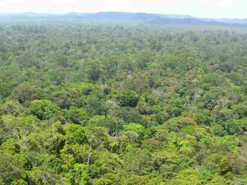 Total, partenaire de Forest Resources Management pour planter 40000 hectares de forêt en République du Congo