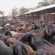 L'UE investit 5 millions d'euros dans des innovations intelligentes dans la production animale au Zimbabwe