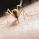 La Zambie reçoit 6 millions de dollars pour réduire le fardeau du paludisme
