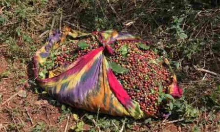 Le changement climatique fait des ravages sur le café éthiopien