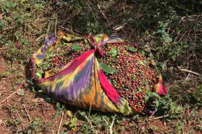 Le changement climatique fait des ravages sur le café éthiopien