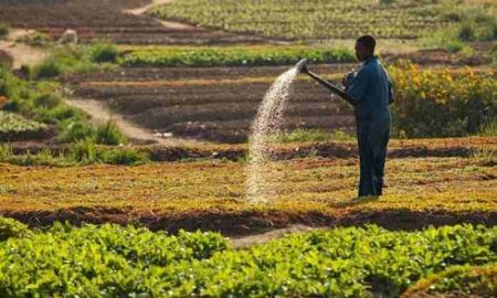 Dangote Fertilizer pour former les agriculteurs du Sud-Est du Nigéria