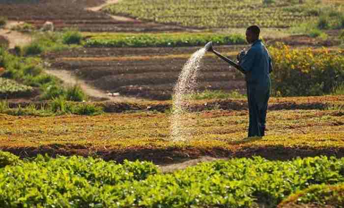 Dangote Fertilizer pour former les agriculteurs du Sud-Est du Nigéria