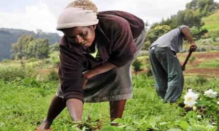 L'IITA promeut l'agriculture en tant qu'entreprise pour les petits agriculteurs en RD du Congo