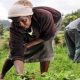 L'IITA promeut l'agriculture en tant qu'entreprise pour les petits agriculteurs en RD du Congo