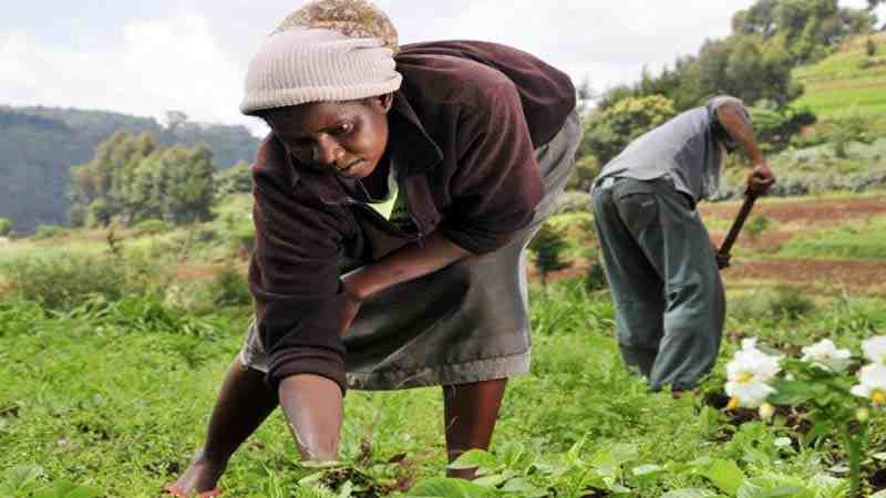 L'IITA promeut l'agriculture en tant qu'entreprise pour les petits agriculteurs en RD du Congo