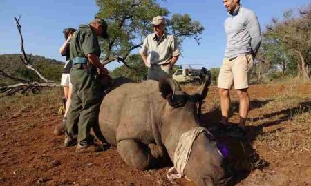 La Namibie lutte pour protéger les rhinocéros au milieu de la pandémie