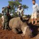 La Namibie lutte pour protéger les rhinocéros au milieu de la pandémie