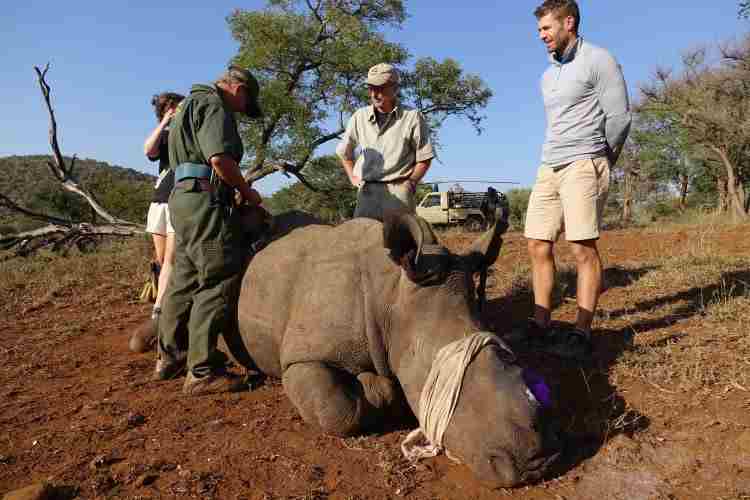 La Namibie lutte pour protéger les rhinocéros au milieu de la pandémie