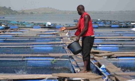 Nutreco cherche à développer ses activités d'alimentation en Afrique