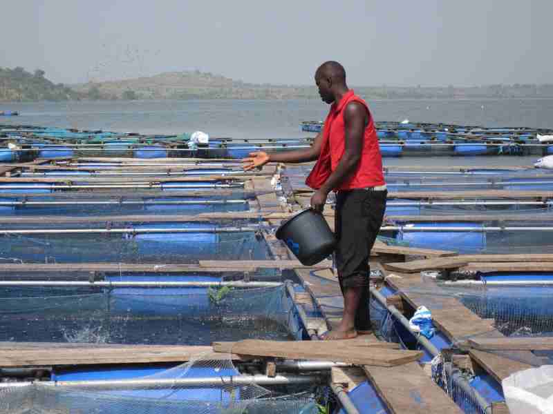 Nutreco cherche à développer ses activités d'alimentation en Afrique