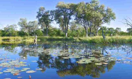 Découvrez le delta de l'Okavango...la plus belle et la plus grande oasis d'Afrique et du monde