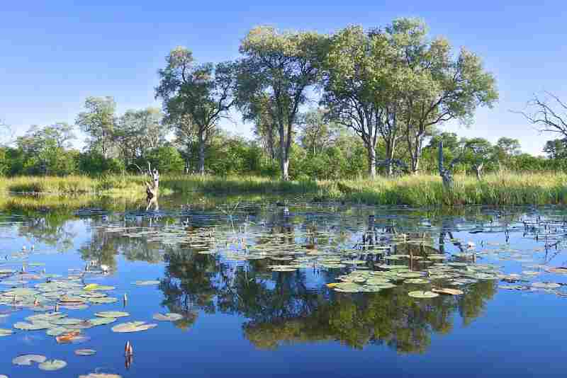 Découvrez le delta de l'Okavango...la plus belle et la plus grande oasis d'Afrique et du monde