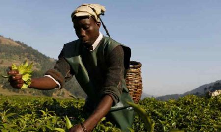 Le Rwanda mise sur la technologie pour sortir 18% des ménages de l'insécurité alimentaire