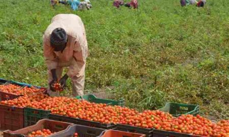 La Suède et TechnoServe lancent un partenariat de 4 millions de dollars pour soutenir les transformateurs alimentaires zambiens