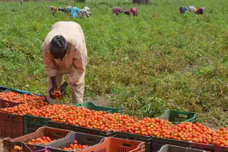 La Suède et TechnoServe lancent un partenariat de 4 millions de dollars pour soutenir les transformateurs alimentaires zambiens