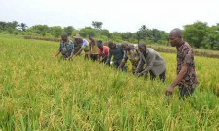 TradeHub s'associe à l'IITA pour soutenir la chaîne de valeur du soja au Nigeria