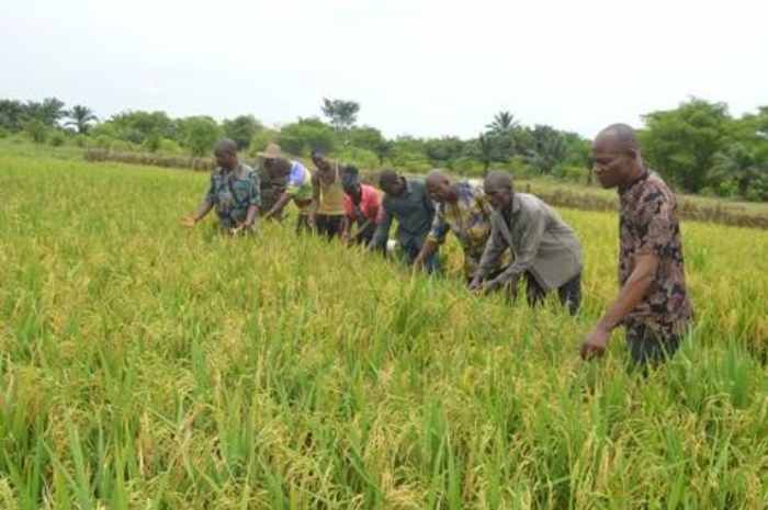 TradeHub s'associe à l'IITA pour soutenir la chaîne de valeur du soja au Nigeria