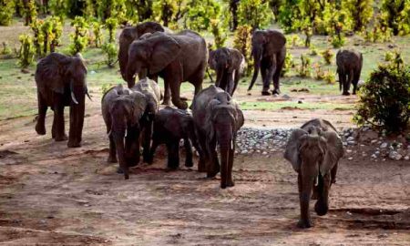 Le Zimbabwe vend ses droits de chasse aux éléphants `` en voie de disparition ''