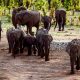 Le Zimbabwe vend ses droits de chasse aux éléphants `` en voie de disparition ''