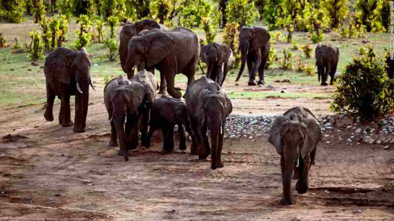 Le Zimbabwe vend ses droits de chasse aux éléphants `` en voie de disparition ''