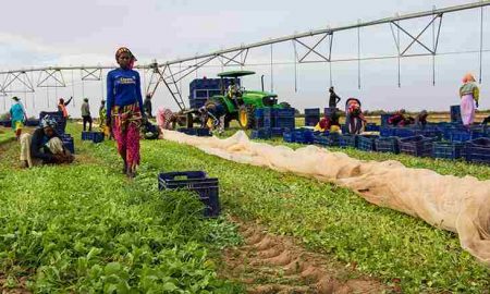 L'agro-assurance est la clé de rendements plus élevés en Afrique