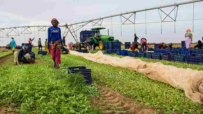 L'agro-assurance est la clé de rendements plus élevés en Afrique