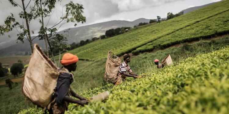 La Banque mondiale soutient la création d'emplois et la croissance économique au Malawi