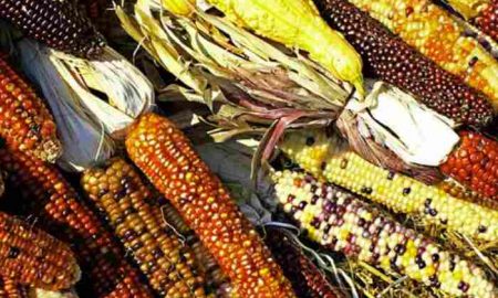 CIMMYT lance 12 nouvelles lignées de maïs pour booster la productivité des petits exploitants en Afrique