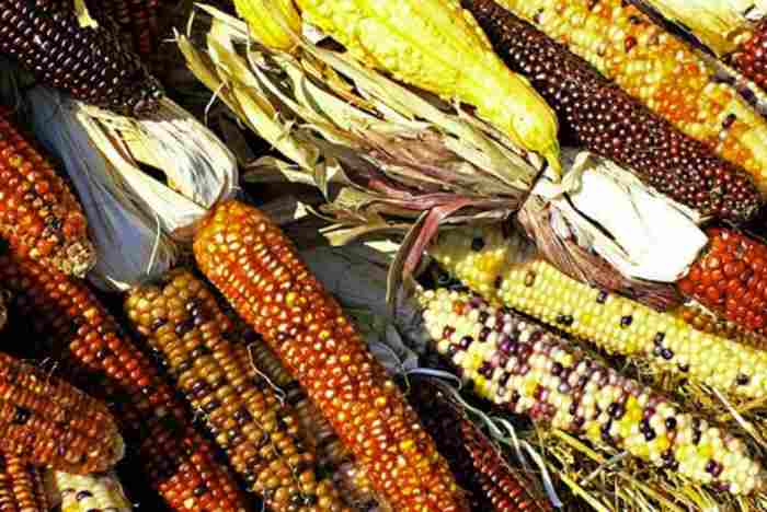 CIMMYT lance 12 nouvelles lignées de maïs pour booster la productivité des petits exploitants en Afrique